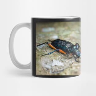 Darkling beetle (Strongylium sp.) Mug